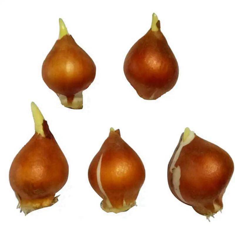 郁金香栽培方法，新手也能輕松學會！:栽培
