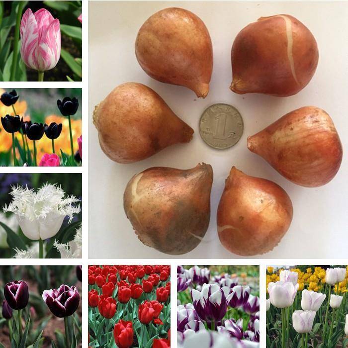 郁金香栽培方法<strong></p>
<p>栽培
</strong>，新手也能輕松學(xué)會(huì)！:栽培
