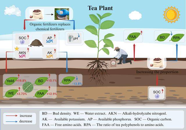 生態(tài)低碳栽培顯著提升茶園生產(chǎn)效益和生態(tài)效益:栽培
