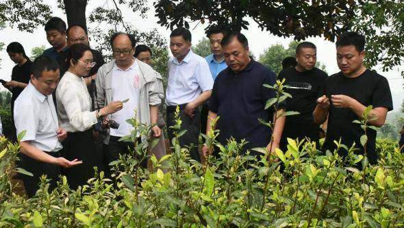 專家學(xué)者齊聚信陽 探討茶園高效栽培管理技術(shù):栽培
