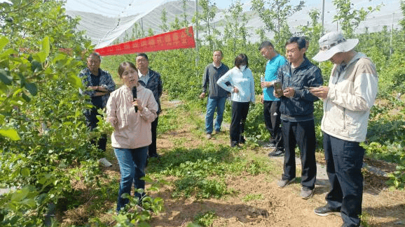 創(chuàng)新栽培模式引領(lǐng)河北順平蘋果產(chǎn)業(yè)發(fā)展:栽培
