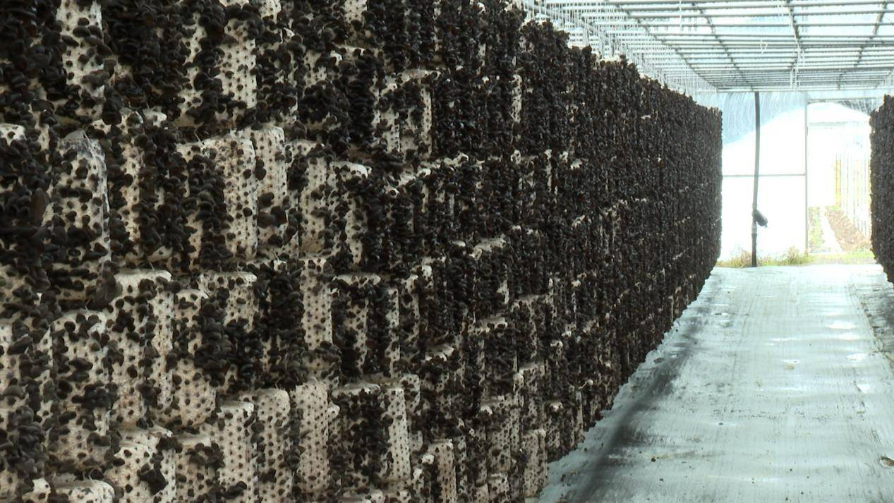 北安市：立體栽培黑木耳 串起村民“錢袋子”:栽培
