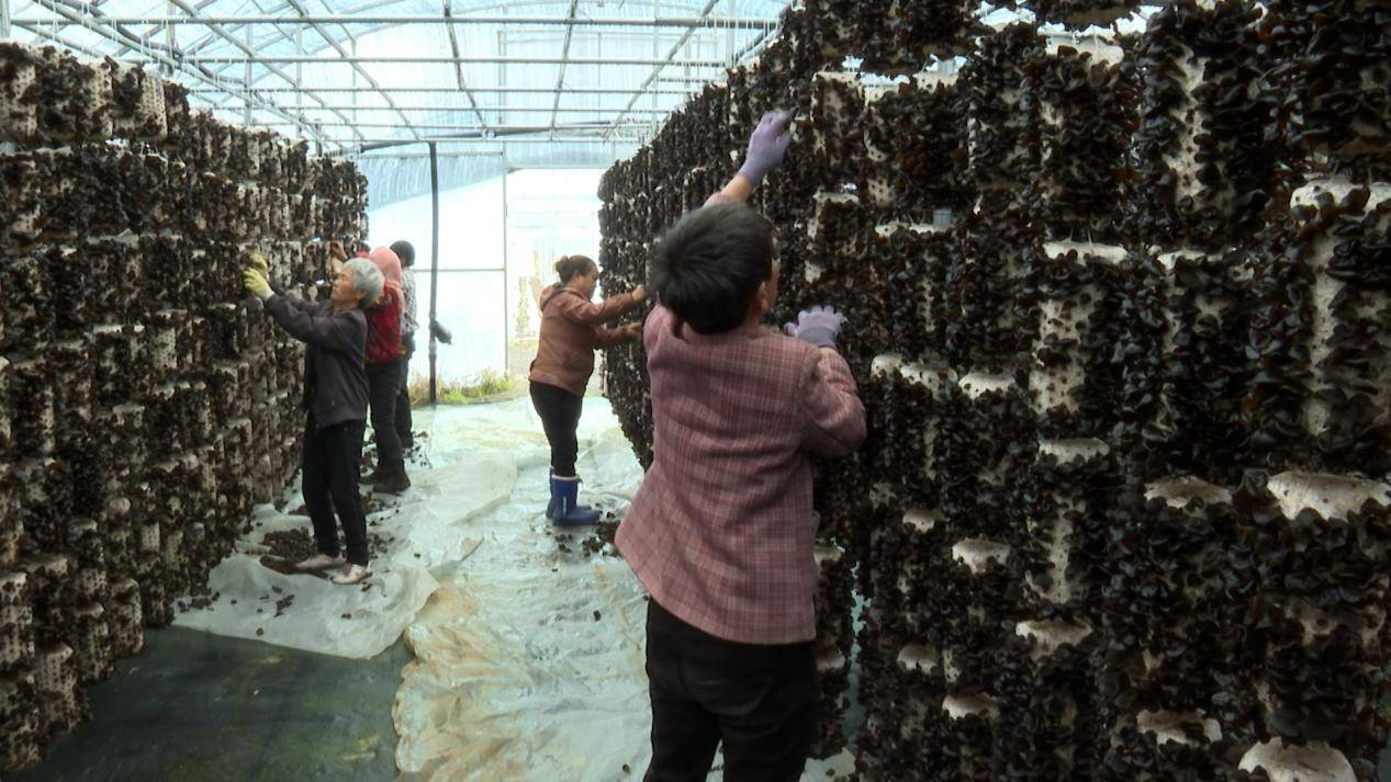 北安市：立體栽培黑木耳 串起村民“錢袋子”:栽培
