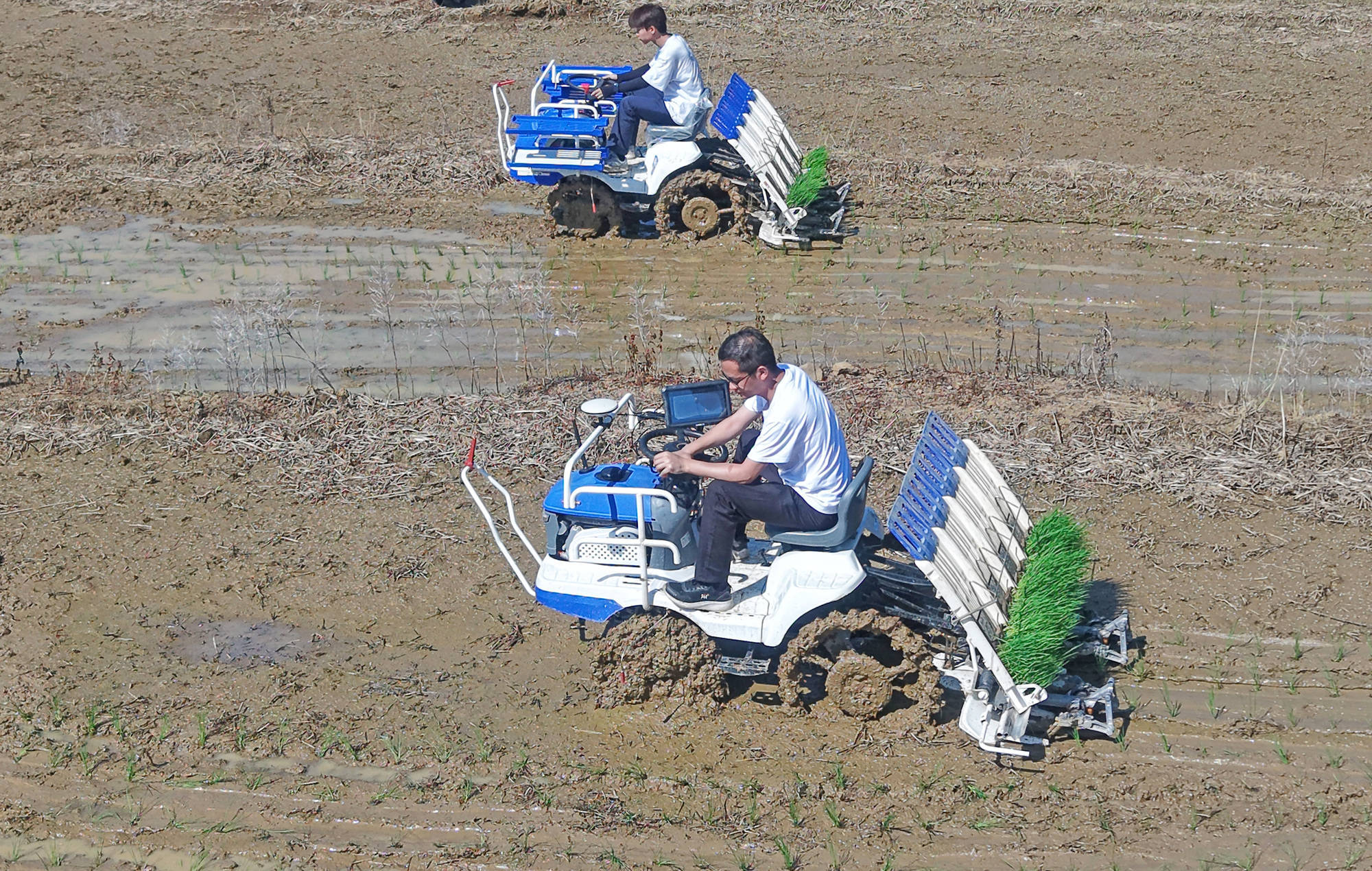 梯田水稻宜機(jī)化高效栽培<strong></p>
<p>栽培
</strong>，新質(zhì)裝備讓古老梯田綻放新生機(jī):栽培
