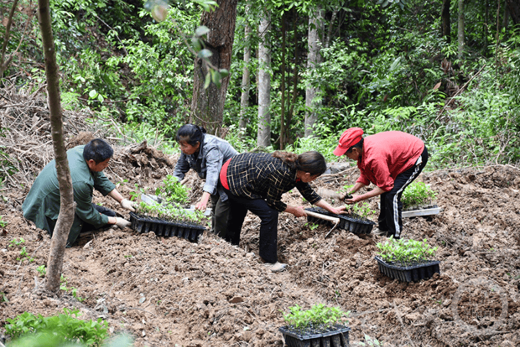 院地協(xié)同創(chuàng)新 重慶市首次開展珠蘭林下高效栽培試驗:栽培
