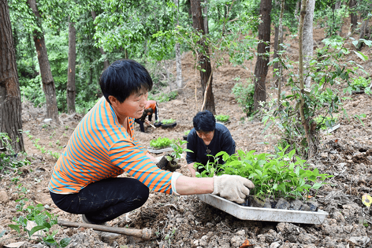 院地協(xié)同創(chuàng)新 重慶市首次開展珠蘭林下高效栽培試驗:栽培
