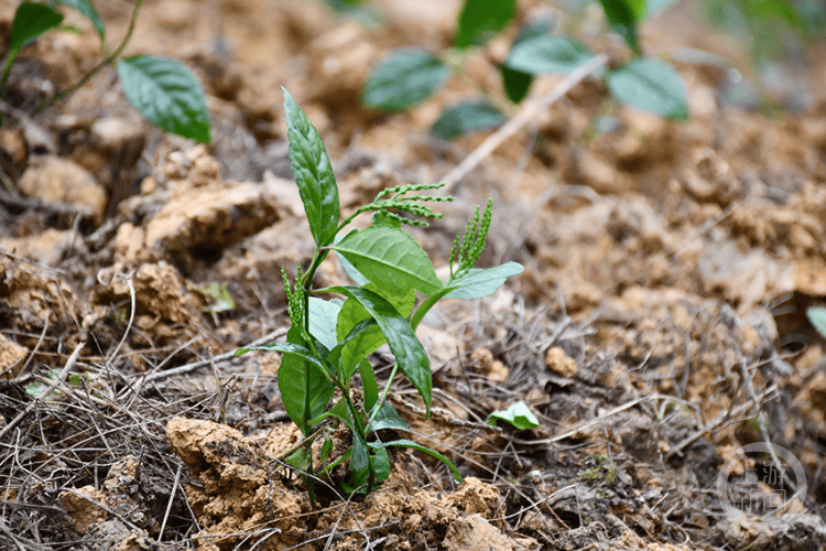 院地協(xié)同創(chuàng)新 重慶市首次開展珠蘭林下高效栽培試驗:栽培
