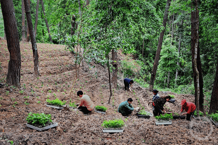 院地協(xié)同創(chuàng)新 重慶市首次開展珠蘭林下高效栽培試驗:栽培
