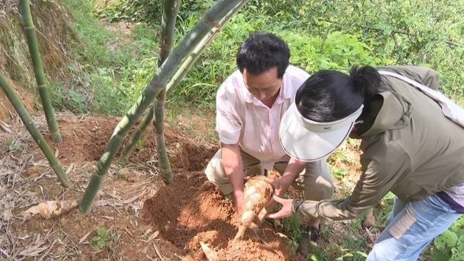 “夏令山珍”鮮筍破土 國(guó)內(nèi)最大馬蹄筍商品化栽培基地迎來(lái)采摘旺季:栽培
