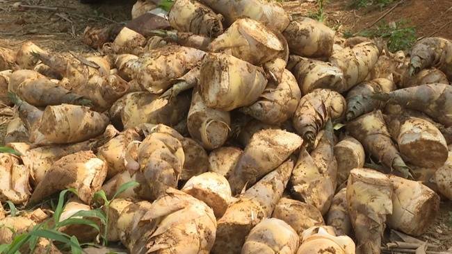 “夏令山珍”鮮筍破土 國(guó)內(nèi)最大馬蹄筍商品化栽培基地迎來(lái)采摘旺季:栽培
