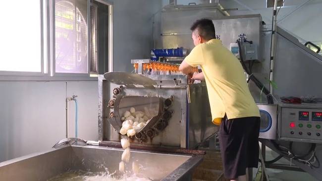 “夏令山珍”鮮筍破土 國(guó)內(nèi)最大馬蹄筍商品化栽培基地迎來(lái)采摘旺季:栽培
