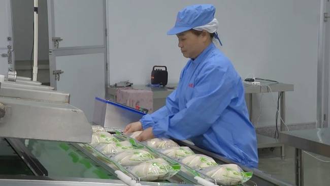 “夏令山珍”鮮筍破土 國(guó)內(nèi)最大馬蹄筍商品化栽培基地迎來(lái)采摘旺季:栽培
