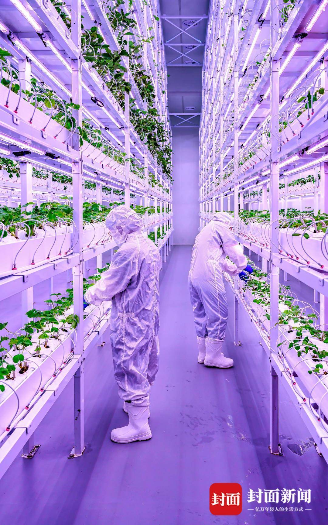 成都現(xiàn)科幻感草莓農(nóng)場<strong></p>
<p>栽培
</strong>！11層立體種植、無菌環(huán)境全年栽培:栽培
