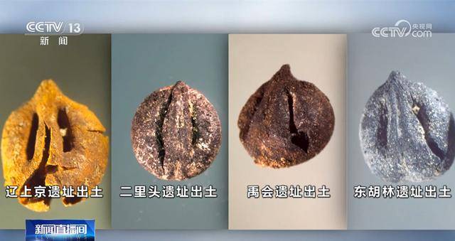 科技考古印證二里頭遺址銅礦來自晉南 青銅時代先民或已栽培本土葡萄屬植物:栽培
