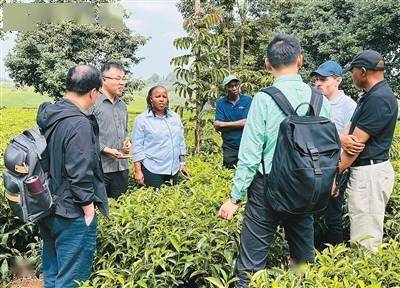 實行生態(tài)栽培，有機肥替代化肥——種出更香更綠的好茶（科技瞭望）:栽培
