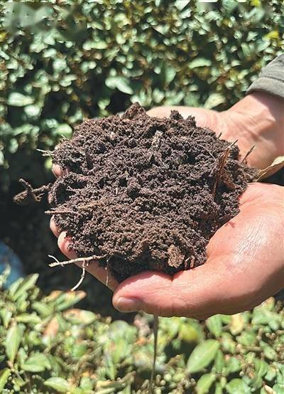 實(shí)行生態(tài)栽培<strong></p>
<p>栽培
</strong>，有機(jī)肥替代化肥——種出更香更綠的好茶（科技瞭望）:栽培
