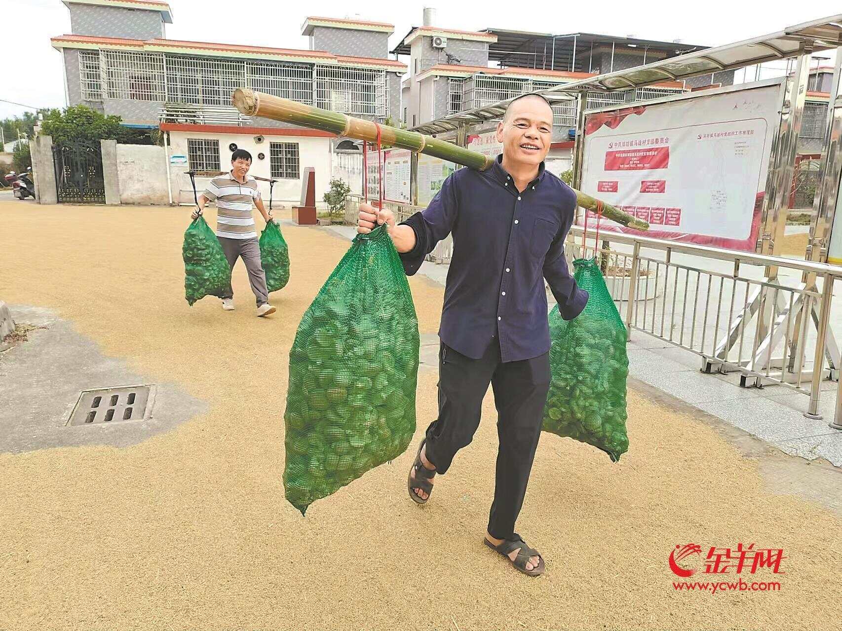 韶關(guān)馬戰(zhàn)村：“吊栽木耳”喜獲豐收 食用菌生態(tài)高效栽培模式提升整體經(jīng)濟(jì)效益約20%:栽培
