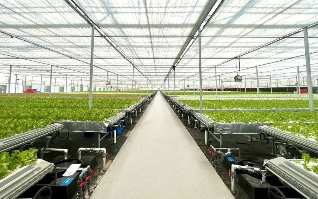 戰(zhàn)高溫保供應(yīng)｜陸埠無土栽培植物工廠破解綠葉菜“四季常青”伏缺難題:無土栽培
