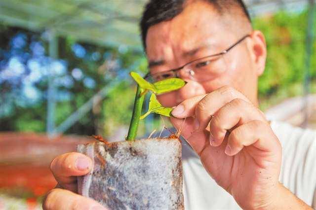 二十年堅(jiān)持 木姜子從野生到大面積種植:種植
