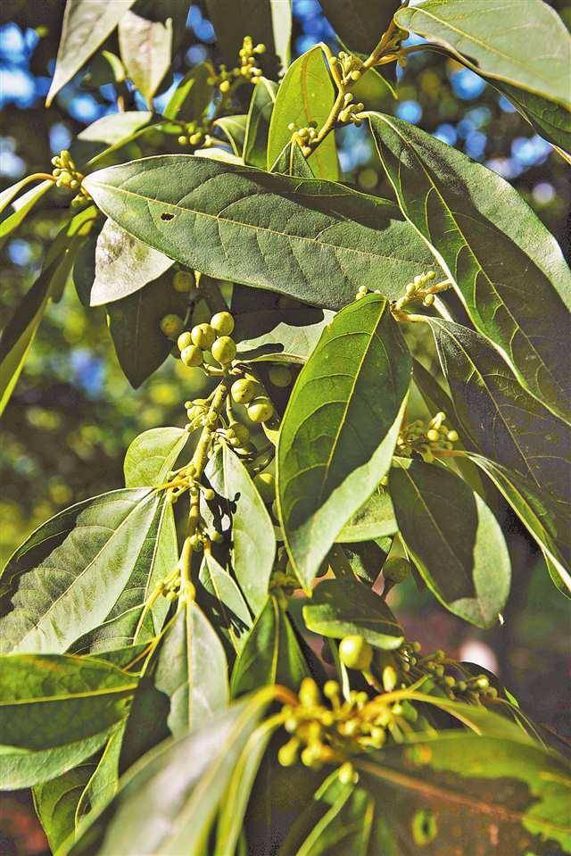 二十年堅(jiān)持 木姜子從野生到大面積種植:種植
