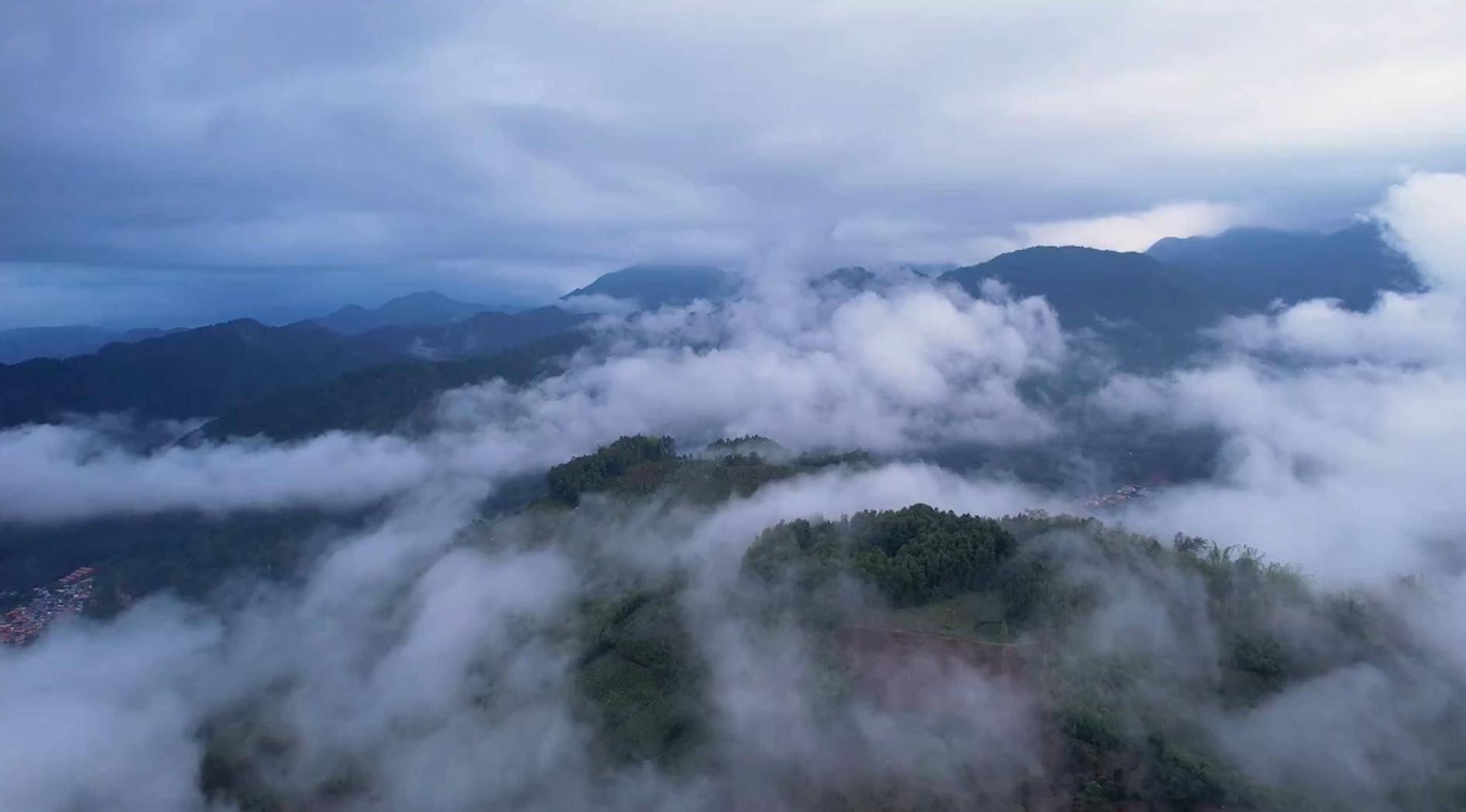 讓“仙草”回歸山林 云南芒市展開規(guī)?；乱吧N植:種植
