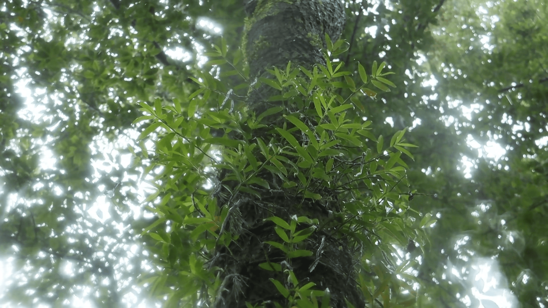 讓“仙草”回歸山林 云南芒市展開規(guī)模化石斛仿野生種植:種植
