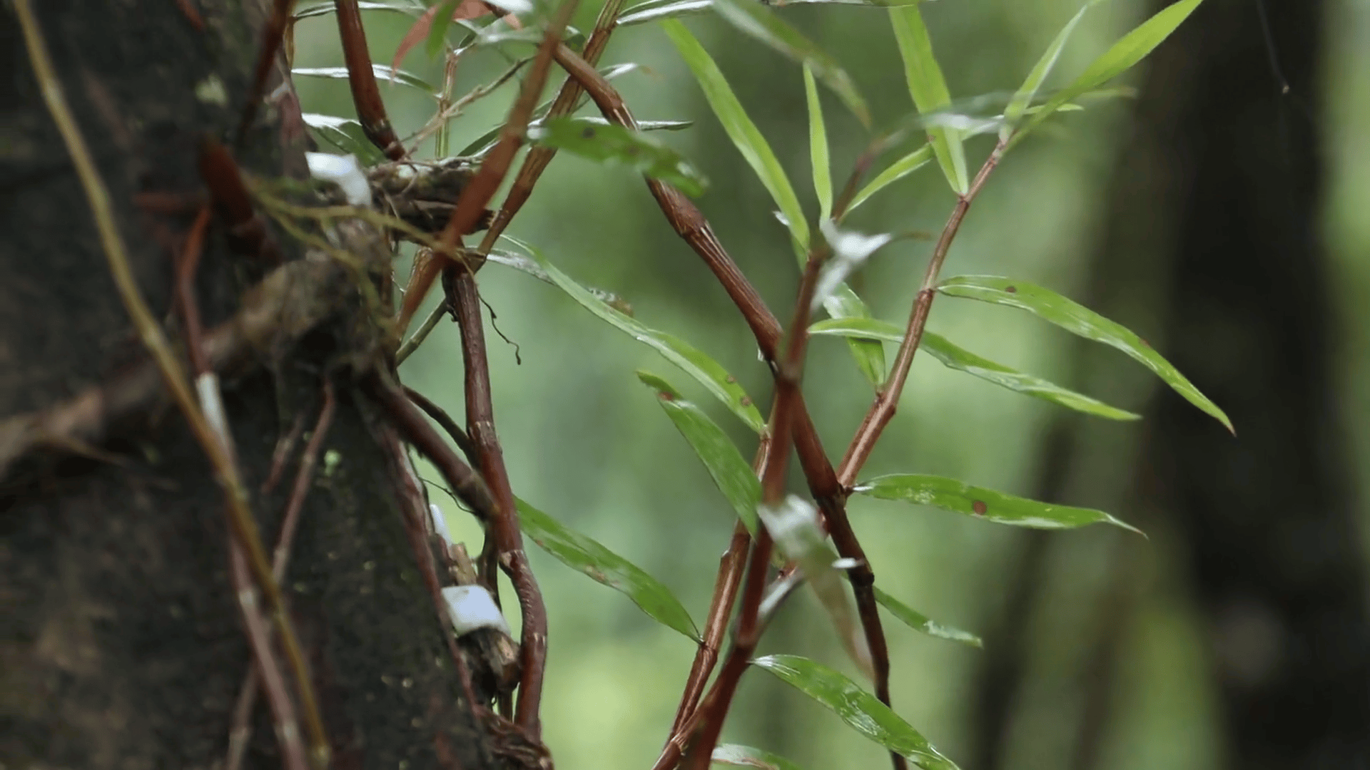 讓“仙草”回歸山林 云南芒市展開規(guī)?；乱吧N植:種植
