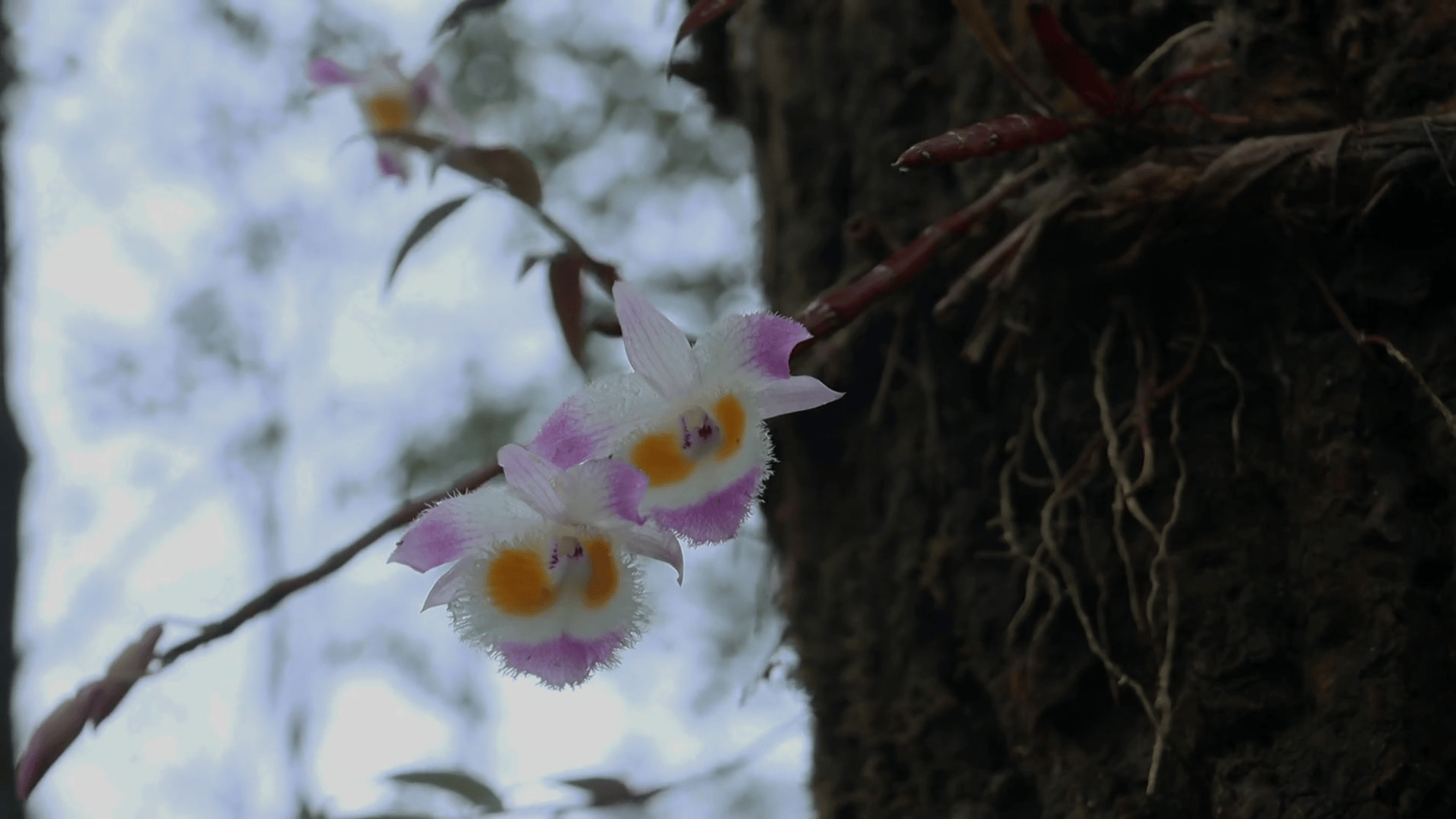 讓“仙草”回歸山林 云南芒市展開規(guī)?；乱吧N植:種植
