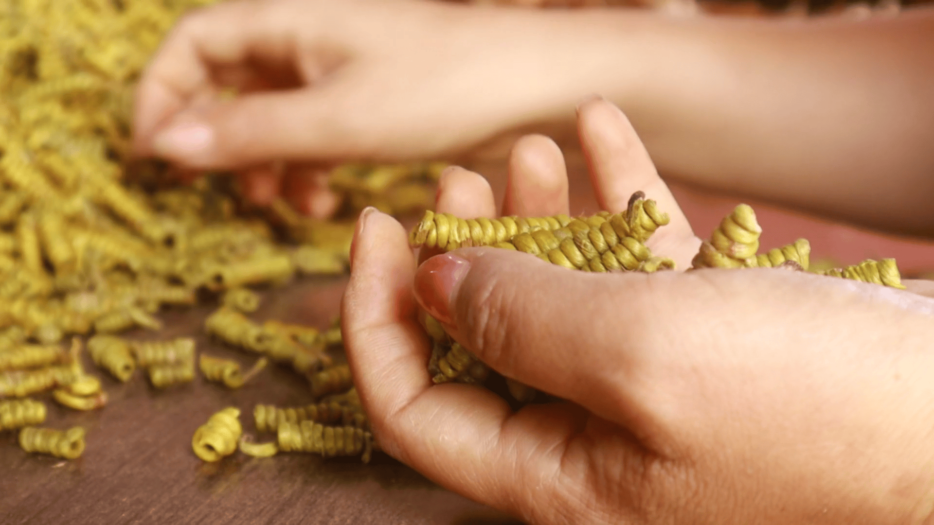 讓“仙草”回歸山林 云南芒市展開規(guī)?；乱吧N植:種植
