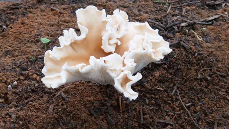 “河口大雞樅”種植成功:種植
