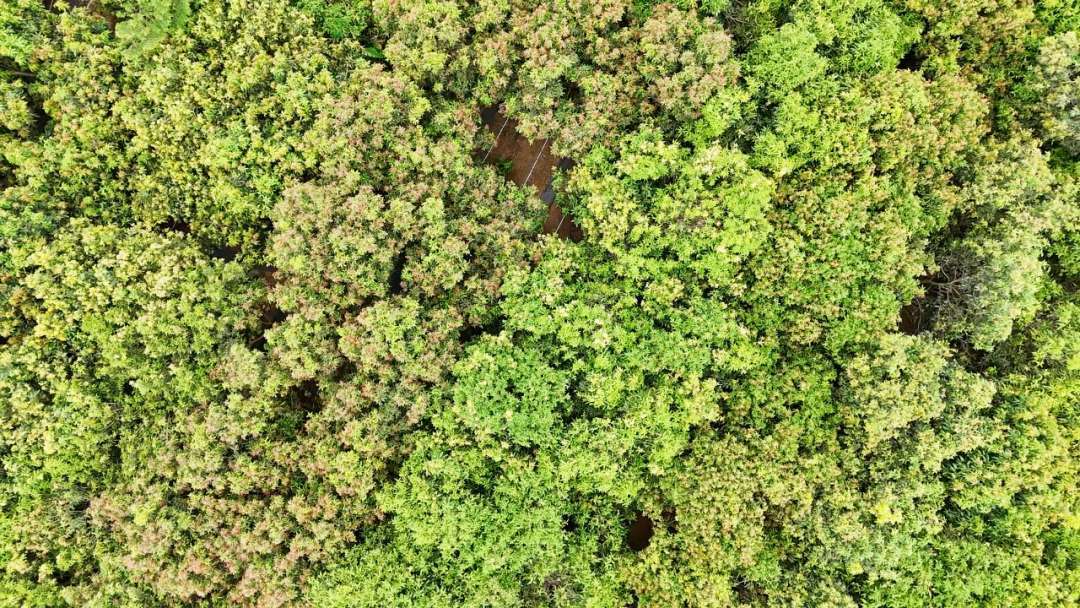 “河口大雞樅”種植成功:種植
