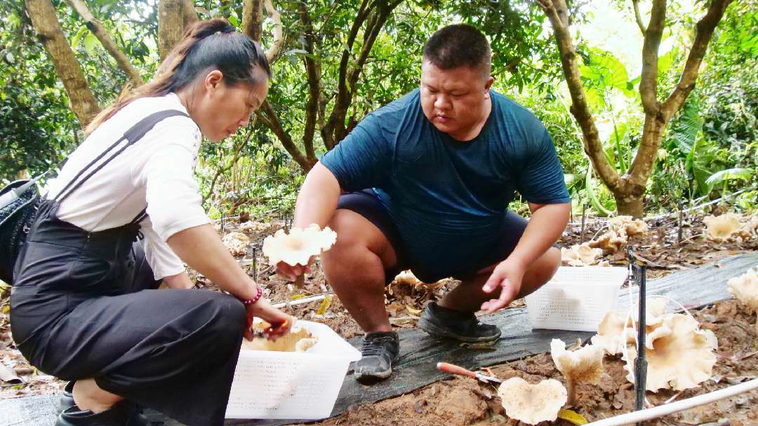 “河口大雞樅”種植成功:種植
