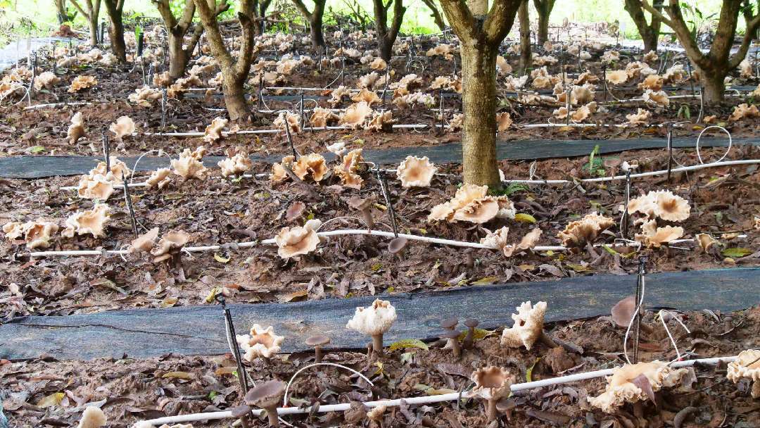 “河口大雞樅”種植成功:種植
