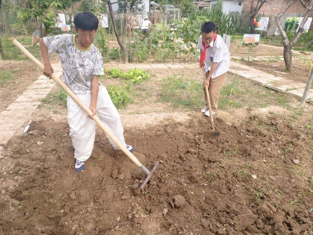 西安市浐灞十九小科學(xué)勞動種植活動:種植
