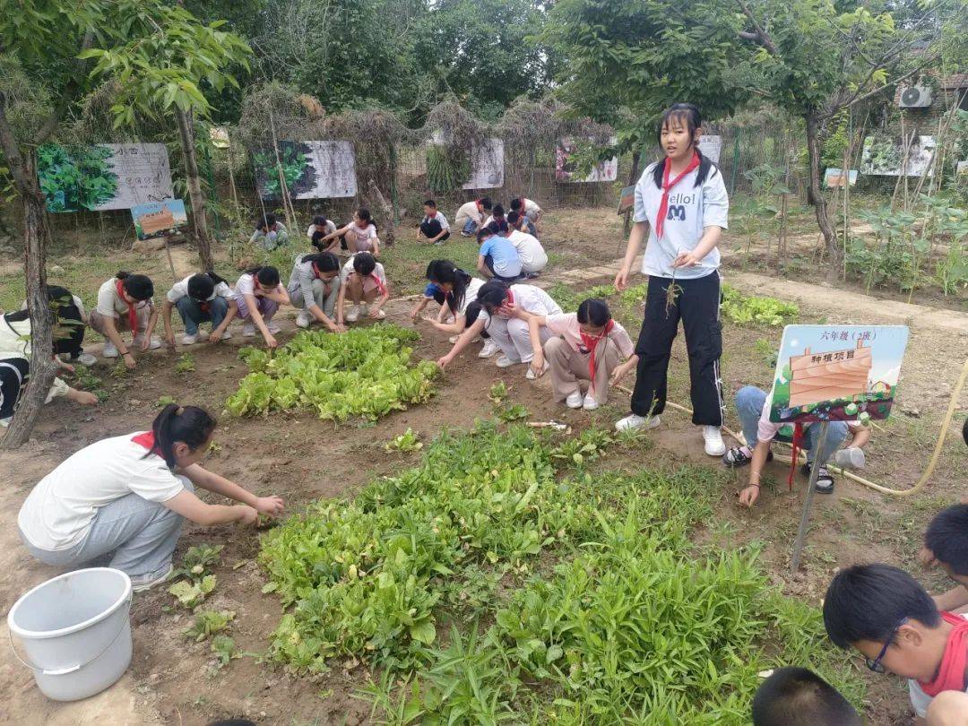西安市浐灞十九小科學勞動種植活動:種植
