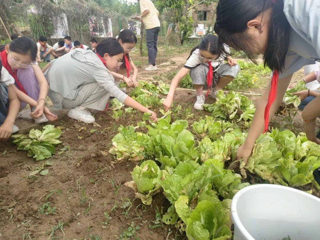 西安市浐灞十九小科學勞動種植活動:種植
