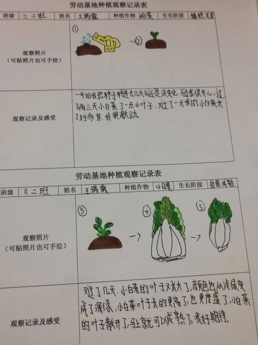 西安市浐灞十九小科學勞動種植活動:種植
