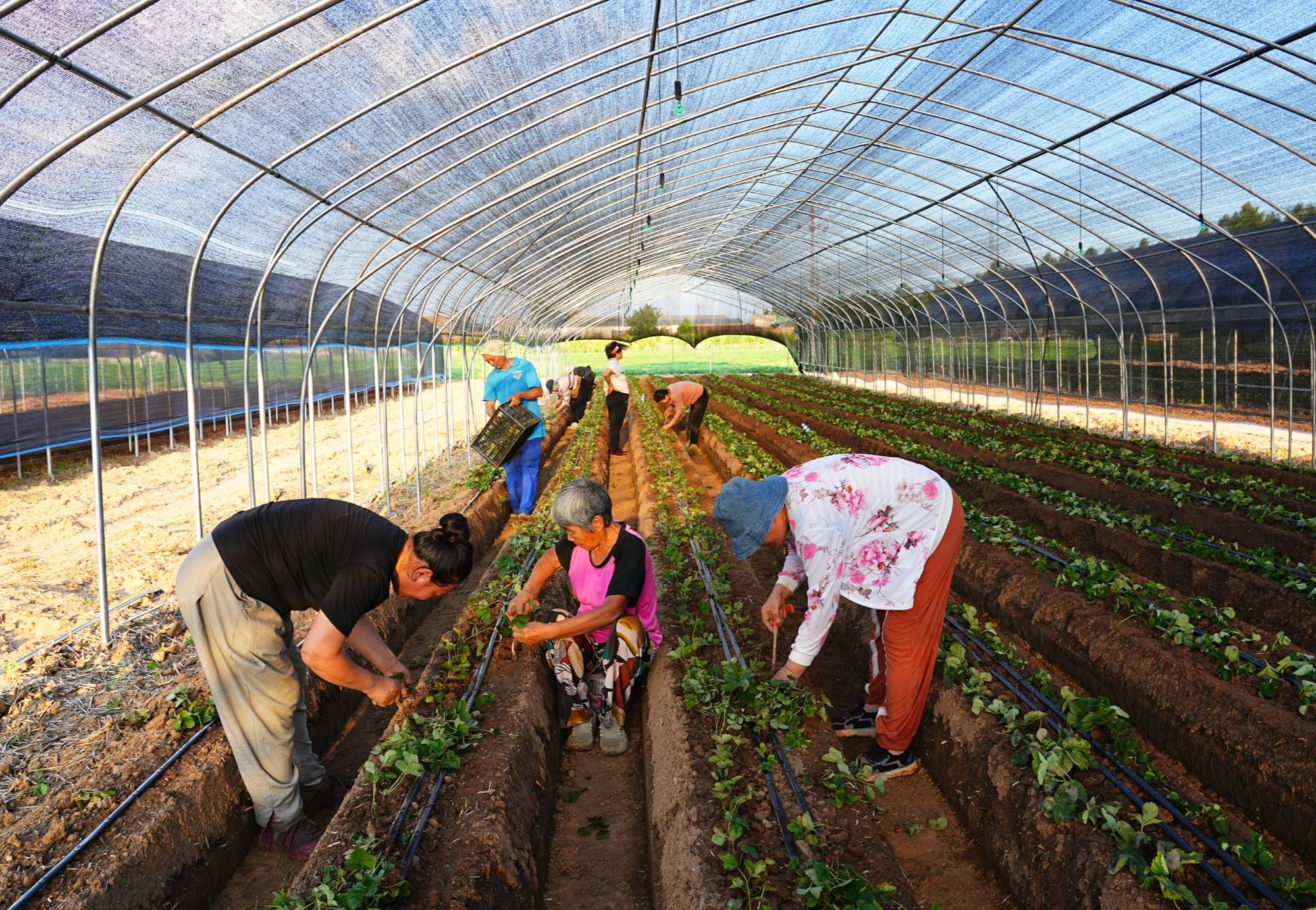 河南孟州：規(guī)模種植促增收:種植
