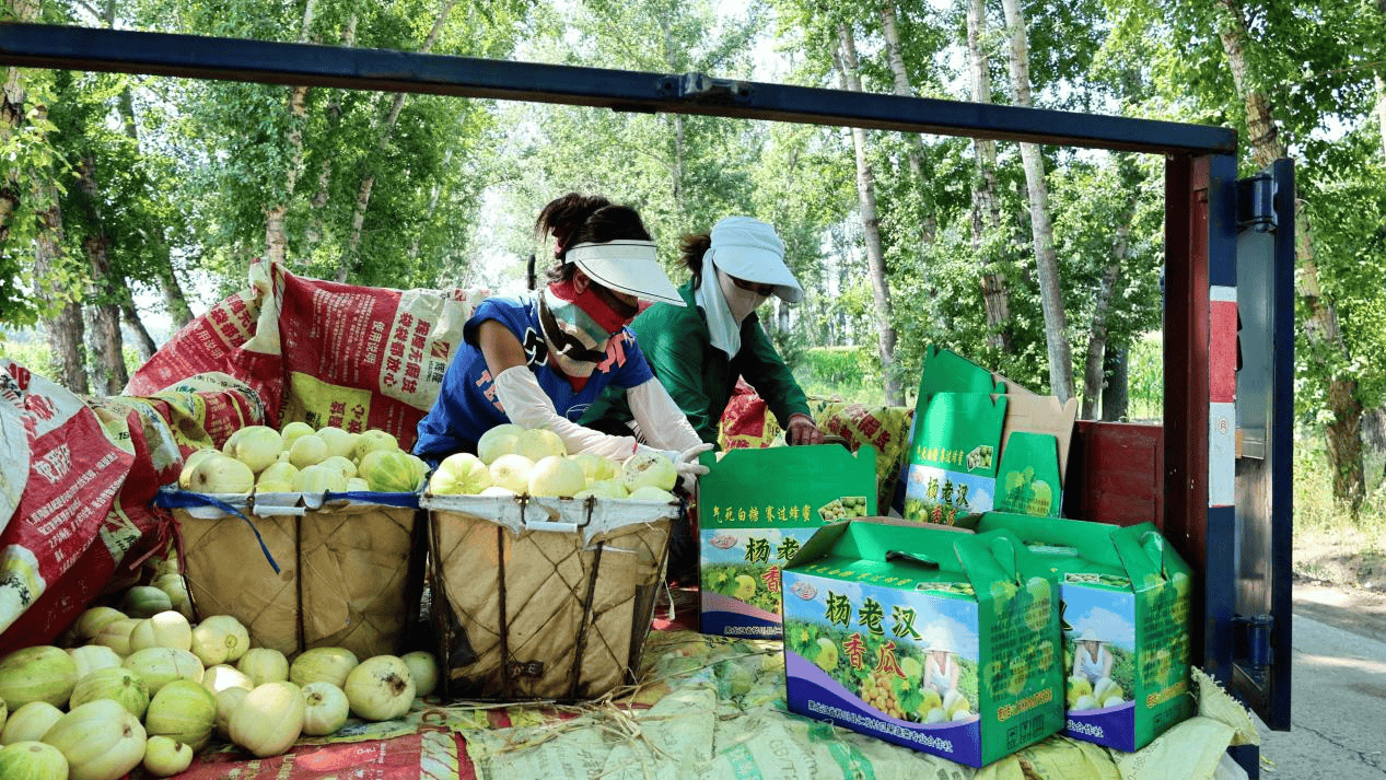 樺川：香瓜種植 助農(nóng)增收:種植
